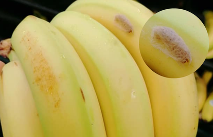 Kupac na bananama pronašao najotrovnijeg pauka na svijetu