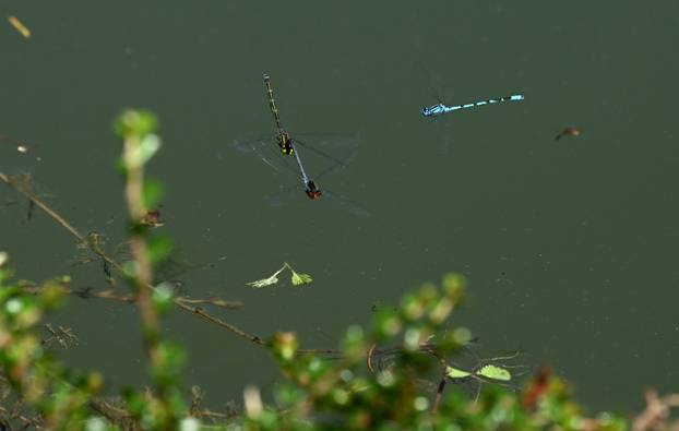 Brdo kod Kranja: Nacionalni trening centar Slovenskog nogometnog saveza