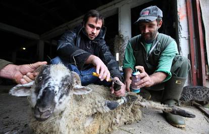 Neće čuvati ovce: Malo im je stan, hrana i plaća 3000 kuna