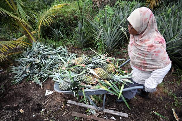 A farmer harvests pineapples at a plantation in Jenjarom