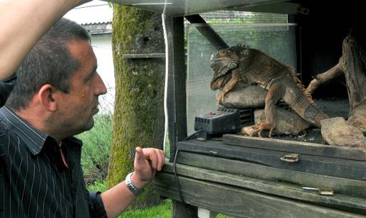 Pitonka Marica i iguana Jura ljubimci su kafića u Kutjevu