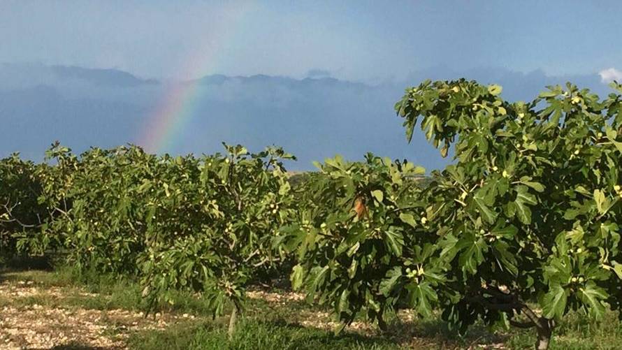 Uz smokve se lakše uči i pamti, pomaže kod depresije i PMS-a