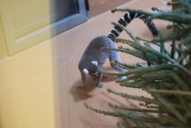 Životinjama u Zoološkom vrtu podijeljena raskićena drvca