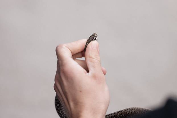 Zmija mu se zavukla u motocikl, vatrogasci odmah intervenirali: 'Iznenadila ga tijekom vožnje!'