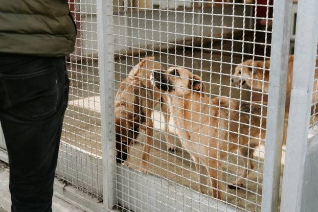 FOTO Igrači Cibone darovali su njuškice u Dumovcu i u vrijeme blagdana pokazali veliko srce