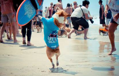Tulum: Stotinu pasa okupilo se na veseloj zabavi na plaži