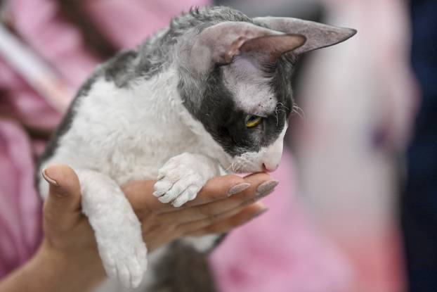 Zagreb: Međunarodna izložba mačaka WCF Cat Olimpia 2025