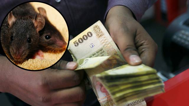U bankomat ušli štakori pa su 'popapali' oko 100 tisuća kuna