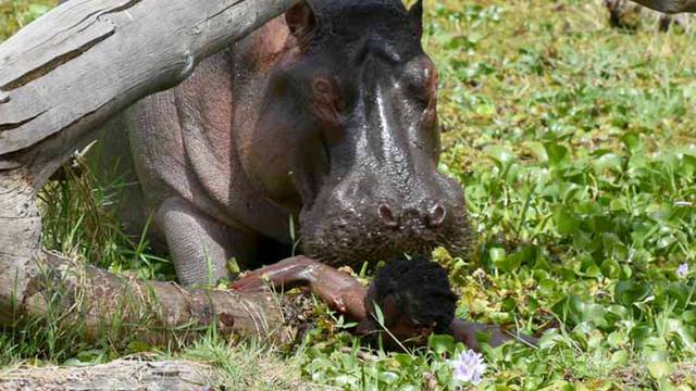 HIPPO ATTACKS FISHERMAN KENYA