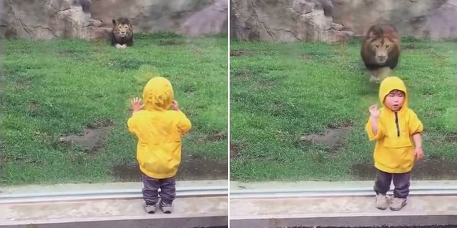 Lav je u dječaku vidio plijen: Napadu se ispriječilo - staklo