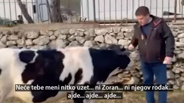 VIDEO Butković objavio snimku, ovaj put s kravom: 'Neće tebe nitko uzeti. Ni Zoran ni rođak'