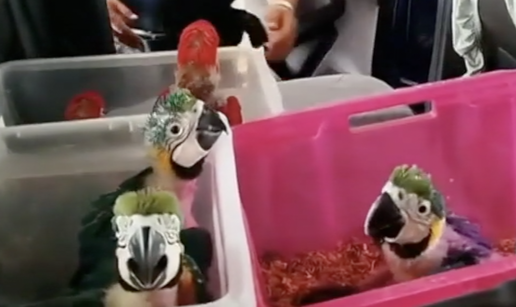 VIDEO MAMMA MIA! U autu je skrivao 300 kornja&ccaron;a i 77 papiga! Ulovili su ga u Italiji