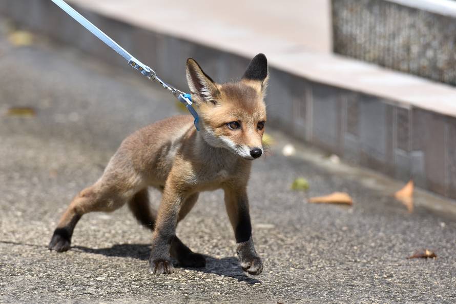 Ne daju ih nikome: Napušteni Leo i Lea sad su kućni ljubimci