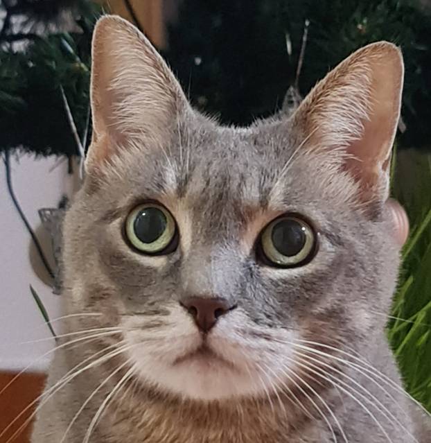 SUPER FOTKE vaših ljubimaca! Neki bi mogli biti viralni hit, ali svi su jednostavno neodoljivi