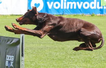 FOTO Leti, leti, leti... Doberman! Na natjecanje pasa u Kurilovcu stigle su životinje i iz Brazila