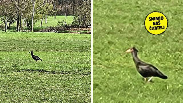 Još jedan ćelavi ibis viđen je u Hrvatskoj! 'To je on! Vjerojatno iz iste populacije kao i Gipsy!'