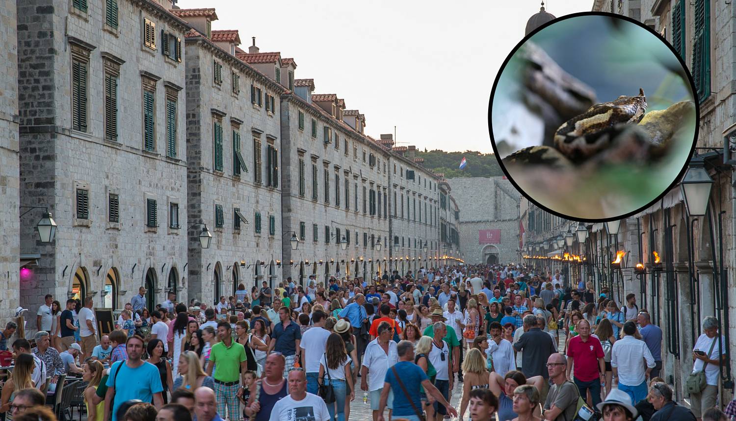 Velika opasnost: Leglo poskoka u samom centru Dubrovnika