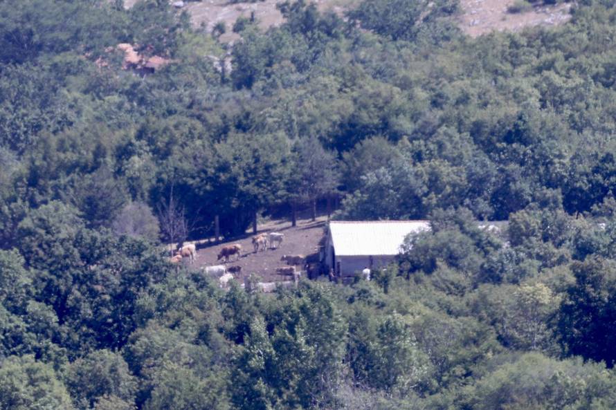 Vrlika: Danas počinje cijepljenje stoke zbog bedrenice