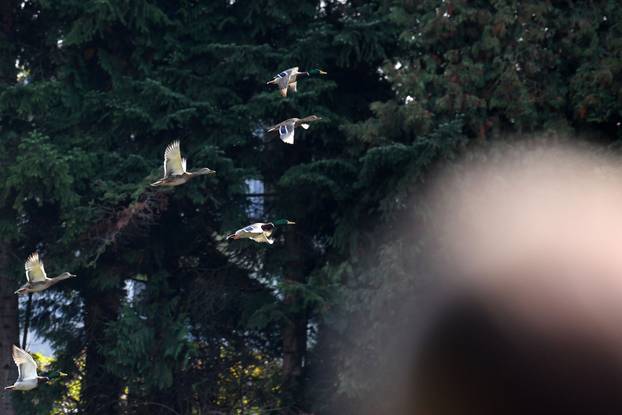 Obilazak Aboretuma Opeka u Marčanu, najvećeg arboretuma u Hrvatskoj