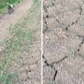 VIDEO Ovako izgledaju polja kraj Zagreba: Suša i vrućina sve pretvaraju u pustinju...