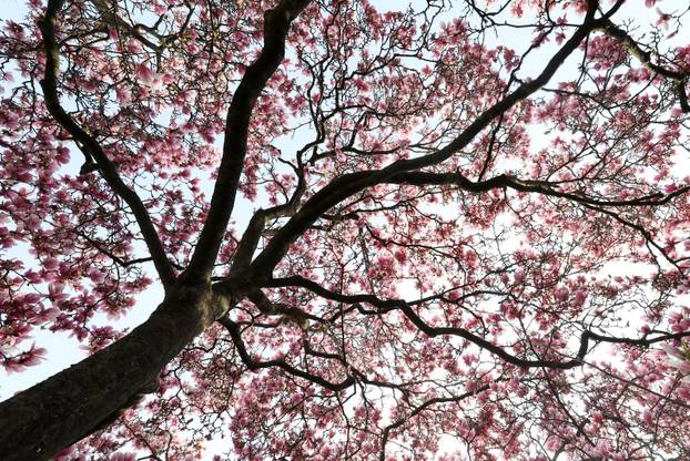 24sata Pula: Magnolija obitelji Borščak u Puli