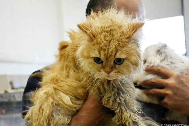 Otvorena revijalna izložba mačaka u Sisku 