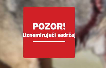 Netko je u Slavoniji brutalno ozlijedio psa. Uginuo je: 'Žalili su se da je oštetio plastenik'