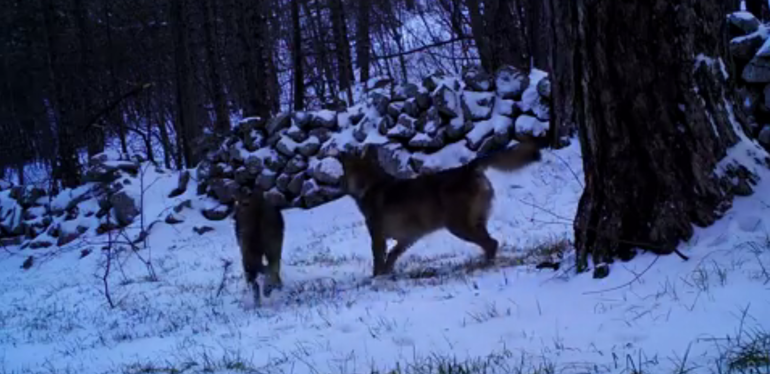 Ovo je iznimno rijetka snimka: Pogledajte vukove na Velebitu