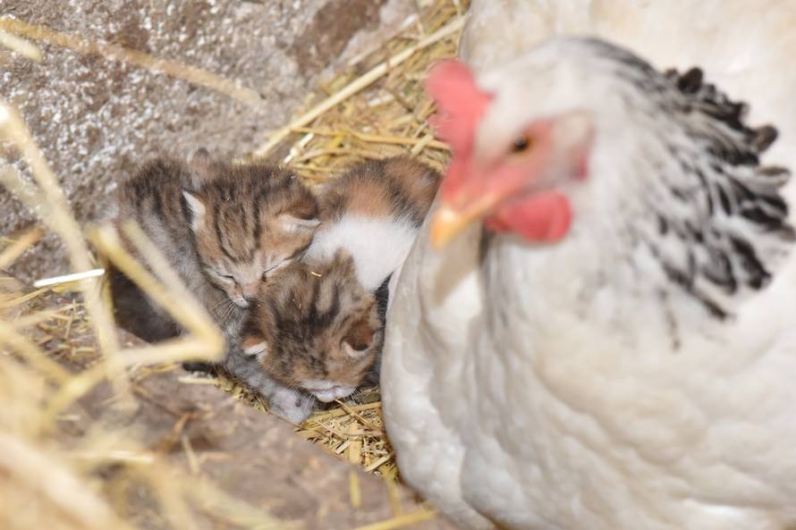 Prava obitelj: Maca čuva piliće, a koka pazi na njene mačiće