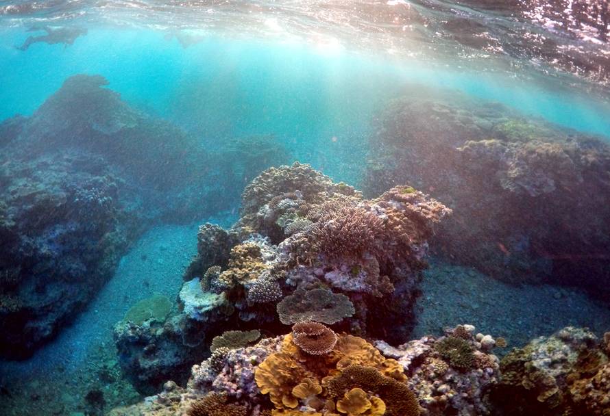 Peter Gash snorkels with Oliver Lanyon and Lewis Marshall during an inspection of the reef's condition in an area called the 'Coral Gardens' located at Lady Elliot Island located north-east from the town of Bundaberg in Queensland
