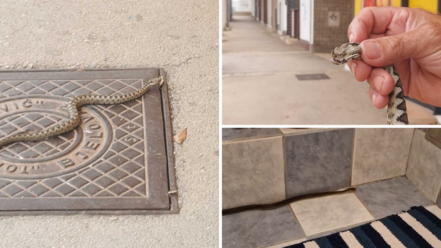 Stručnjak o pojavi gmazova u gradovima: 'Zbog smeća zmije ulaze u dvorišta. Ne ubijajte ih'