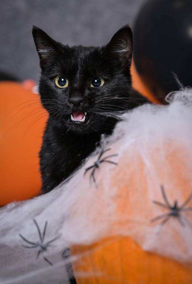 Sklonište u Dumovcu poziva na posebno jesensko udomljavanje pasa i mačaka