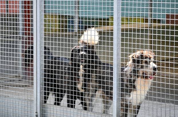 Zagreb: Sklonište za životinje u Dumovcu