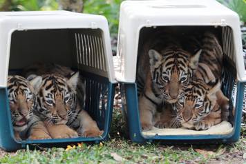 One-month old Bengal tiger cubs are seen in their kennels at the Animal Refuge Fundacion Refugio Salvaje (FURESA) in Jayaque