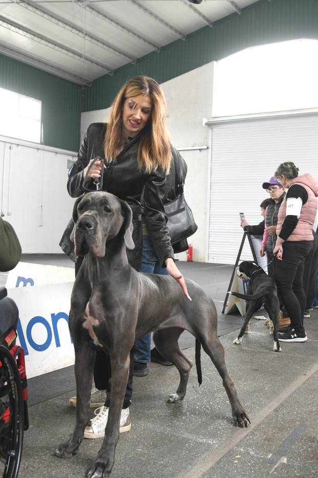 Bjelovar: Nacionalna izložba pasa održana je na sajamskom prostoru u Gudovcu