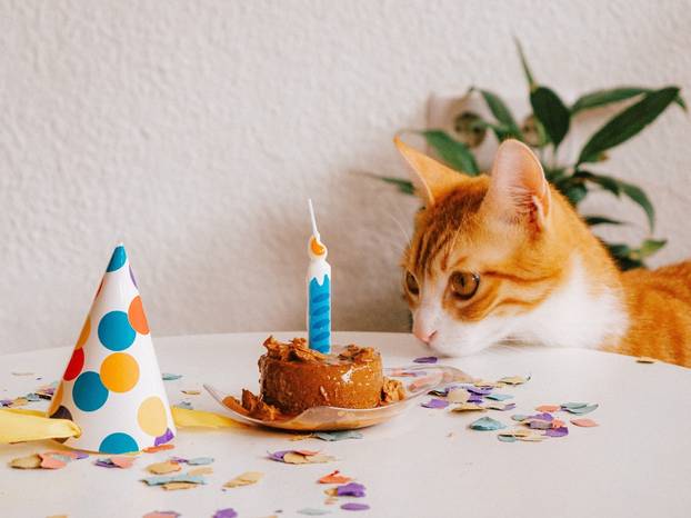 Cat's,Birthday,Celebration,With,Cake,And,Party,Hat