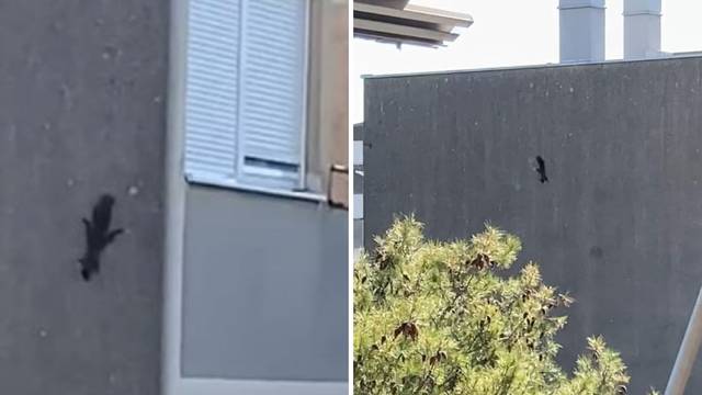 VIDEO Vjeverica u centru Splita: 'Ovo je prvi put da je na fasadi, možda je ušla i kroz prozor...'