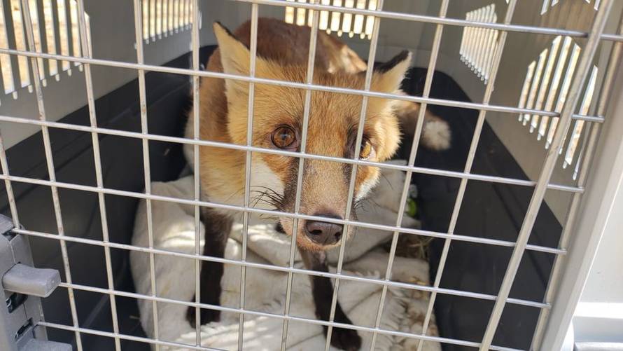 Sjećate li se bolesnog lisca iz Zagreba? 'Oporavio se, pustili smo ga u prirodu. Traži družicu'