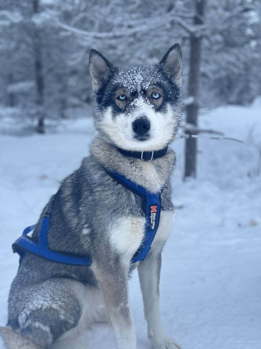 Hana s Raba živi zimsku bajku u Laponiji: 'Na -40 °C mi se lede trepavice, a ja uživam!'