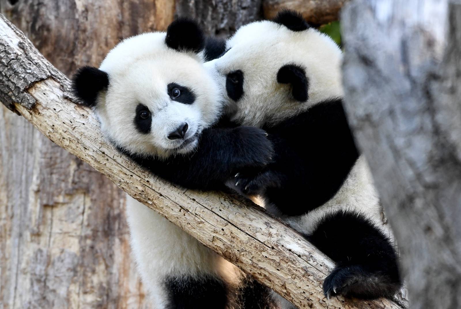 Panda Birthday at the Berlin Zoo