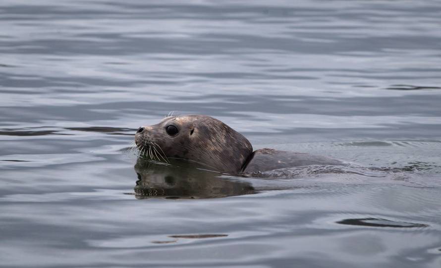 Tuljanica Maelle se oporavila i sretno vratila u svoju divljinu