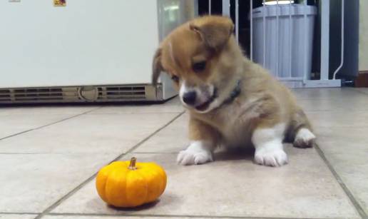 Vau, vau! Majušni corgi se baš pakleno ražestio na - bundevu