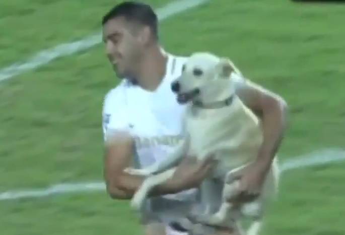 Koji frajer: Na travnjak Cope utrčao najrazigraniji pas ikad