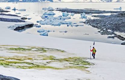 Na Antarktici se širi tzv. zeleni snijeg nastao uslijed rasta algi