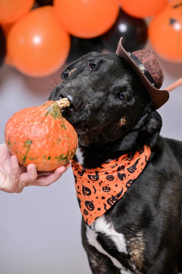 Sklonište u Dumovcu poziva na posebno jesensko udomljavanje pasa i mačaka