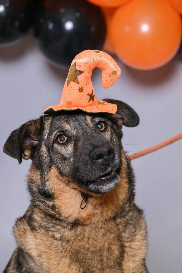 Sklonište u Dumovcu poziva na posebno jesensko udomljavanje pasa i mačaka