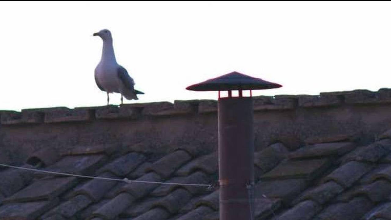 FOTO Galeb zasjenio konklavu i postao hit na mrežama: 'On strpljivo čeka rezultate...'