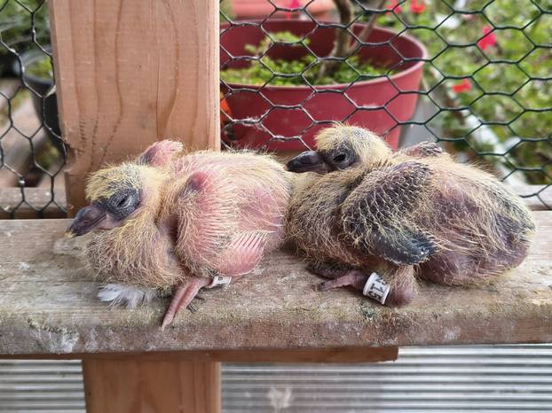 FOTO Zoran je na krovu zgrade u Zagrebu napravio zelenu oazu: 'Tu sadimo biljke, družimo se...'