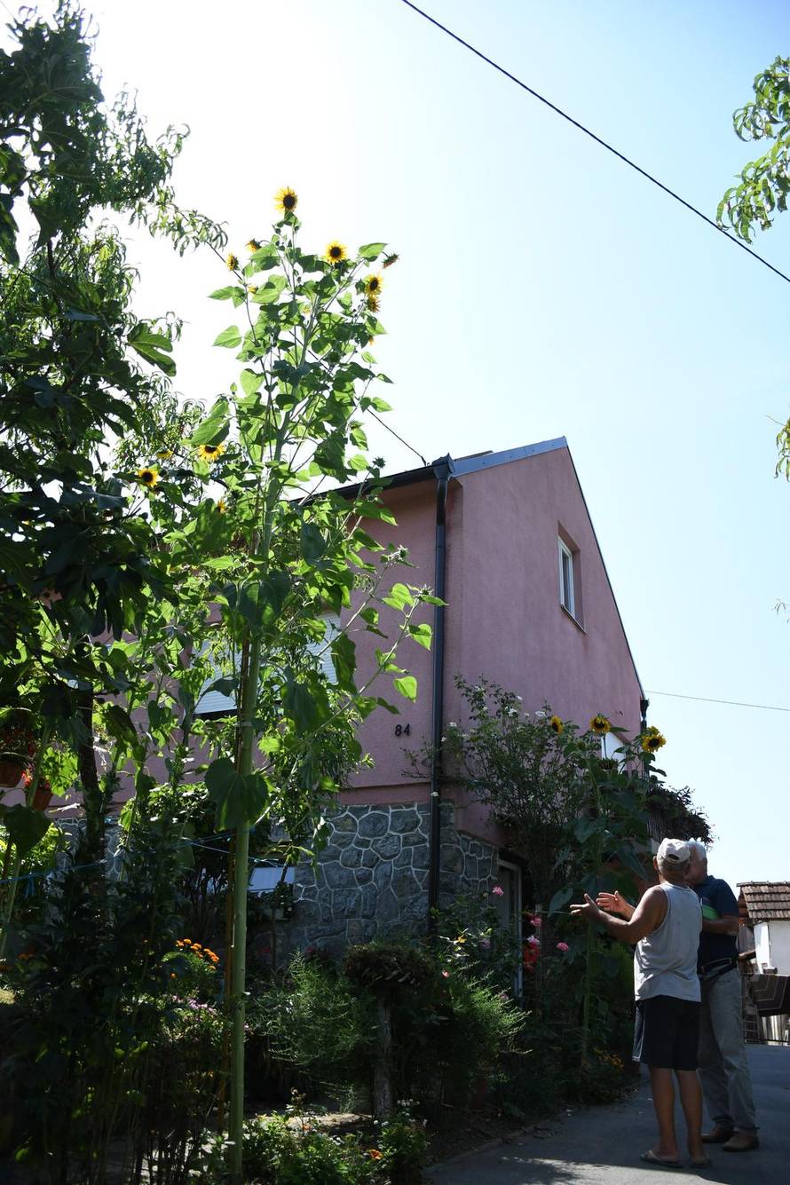 Daruvar: Obitelj Krajnović uzgojila divovski suncokret