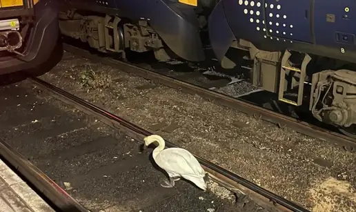 Ludnica na kolodvoru, kasnili vlakovi u doba najveće gužve: 'Prošetavao se labud...'